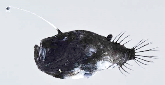 ミツクリエナガチョウチンアンコウ液浸標本 ミツクリエナガチョウチン