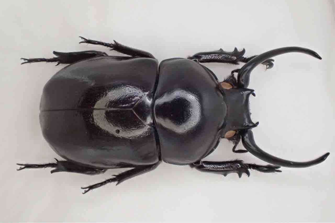 昆虫標本の作製について 1. 標本にする昆虫の前処理 クリーニング編