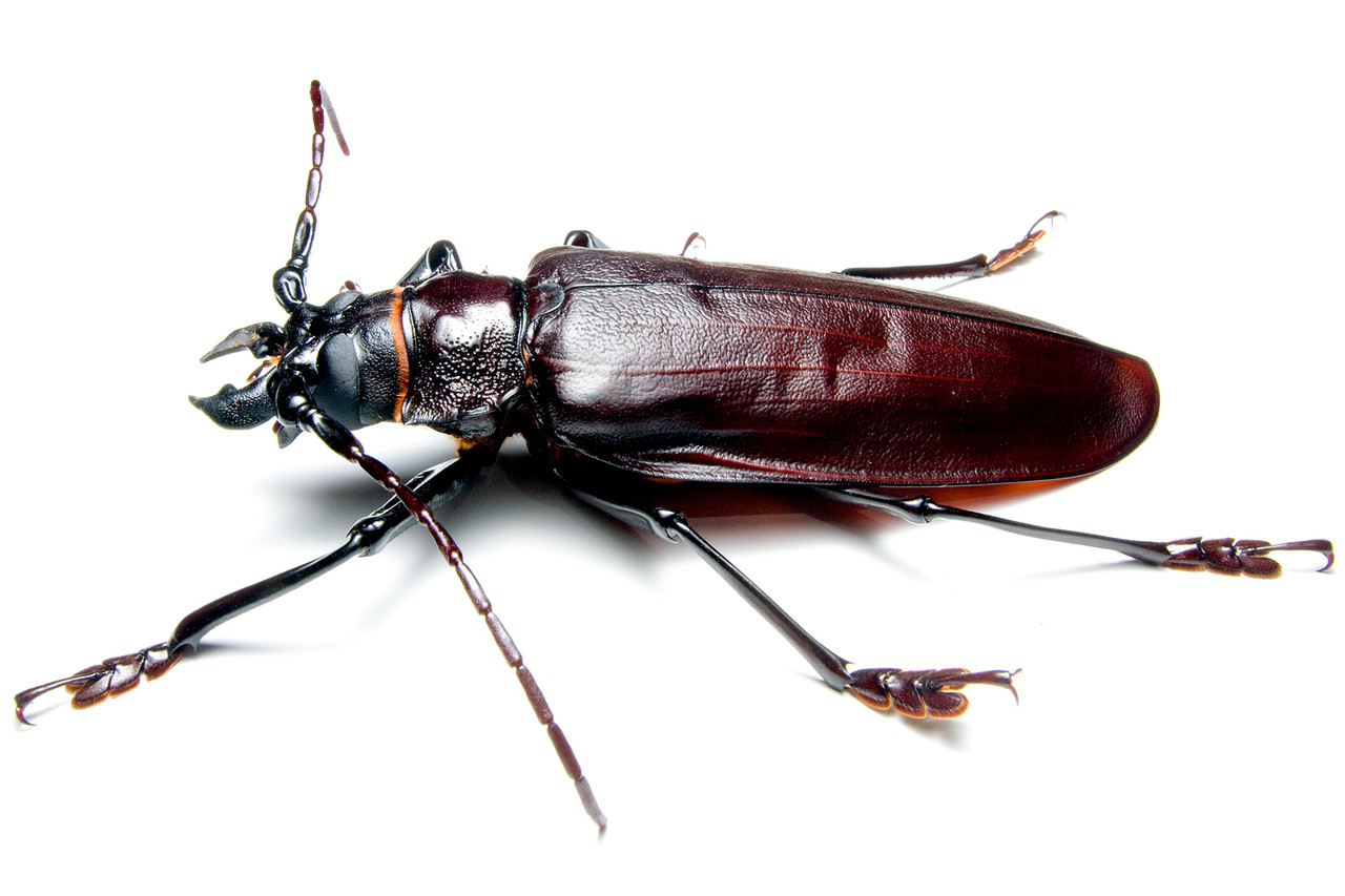 タイタンオオウスバカミキリ 標本