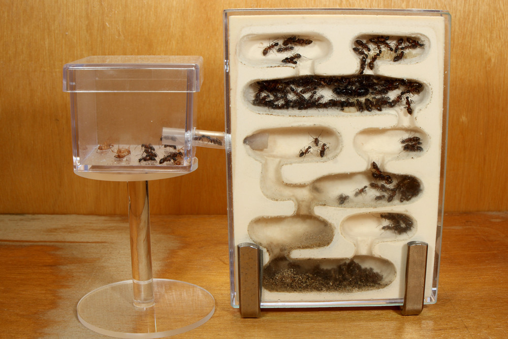 アリ 蟻 飼育ケース 巣 家 手作り 【公式通販】