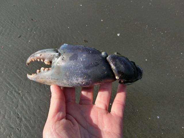 極小クダヒゲガニ 標本カニ乾燥標本甲殻類 極小クダヒゲガニ 標本 カニ