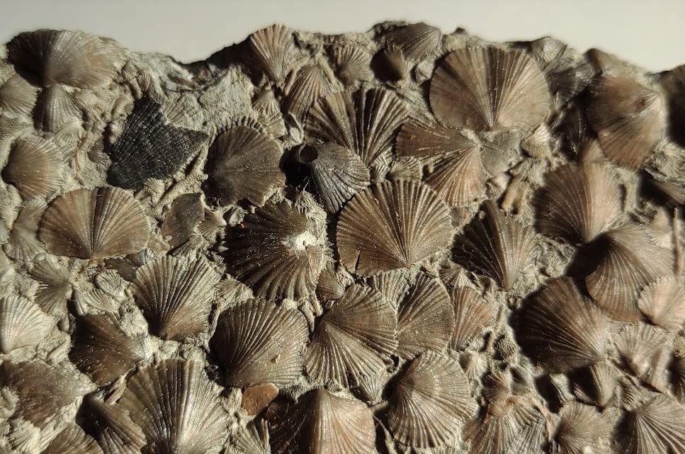 貝の化石 Holopea harpa 本物オルドビス紀