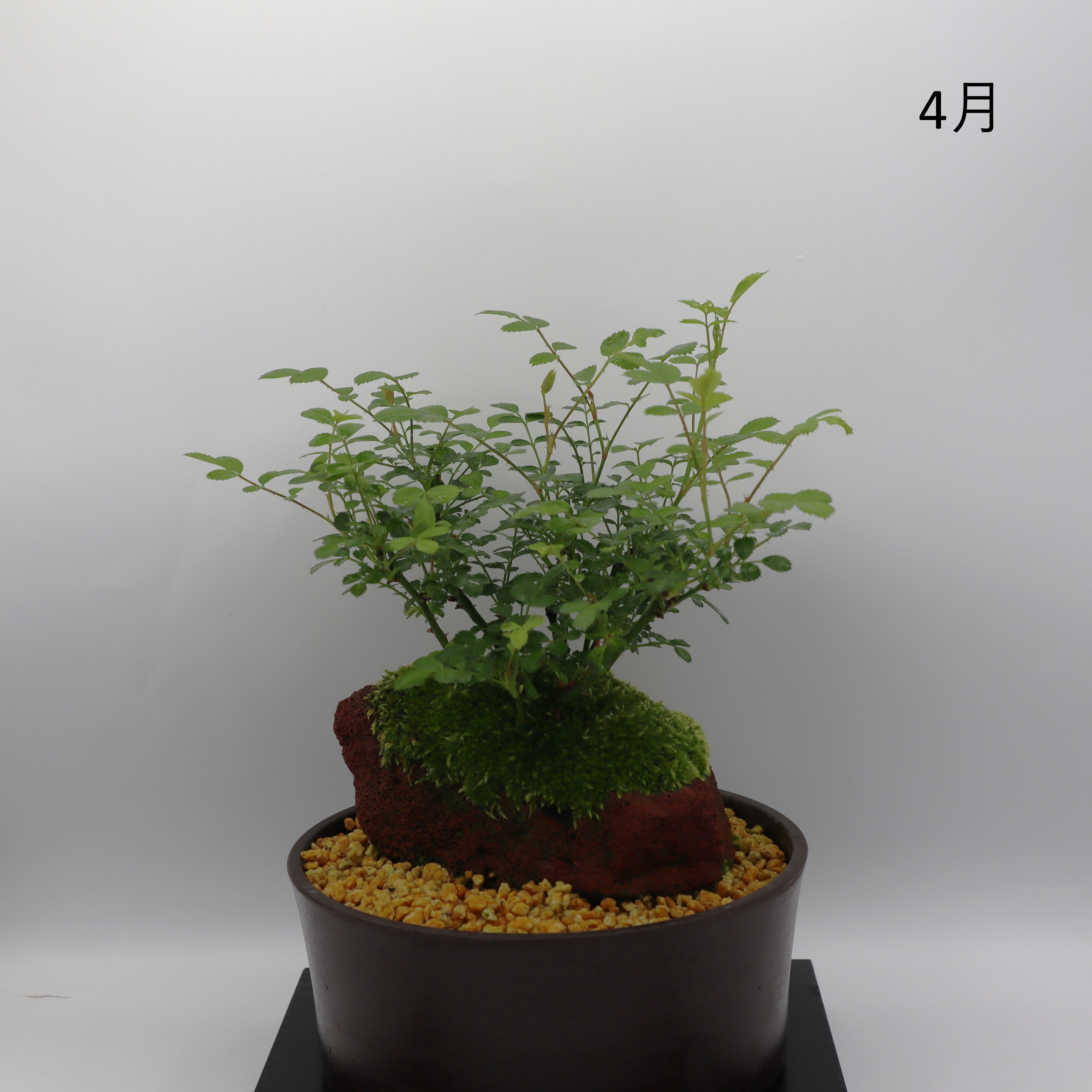 007.【浅井茶山作】岩山滝水車/変型鉢/盆栽鉢/木箱付き 007.【浅井茶山