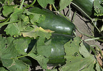 クロウリ Cucumis melo var. conomon ウリ科 Cucurbitaceae キュウリ属