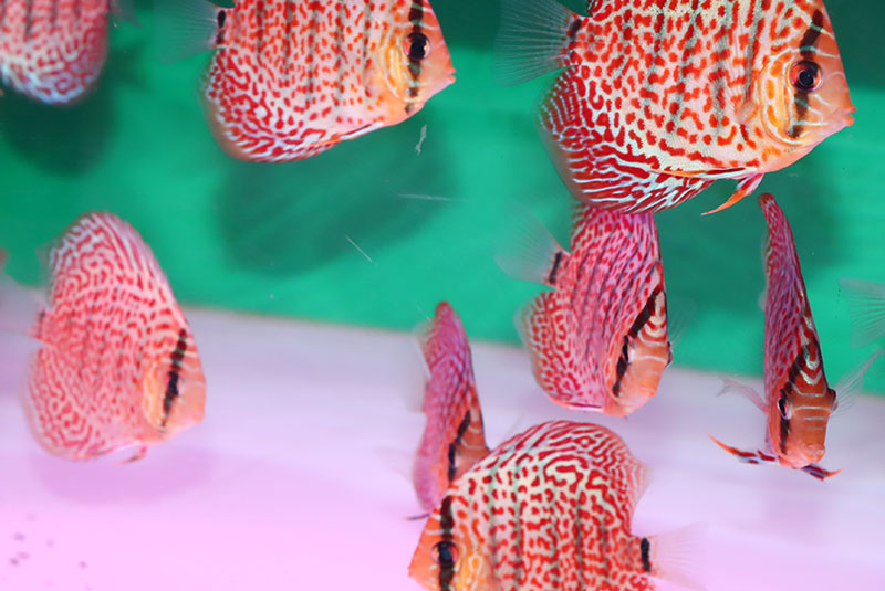 テトラディスカスフード新製品 - 熱帯魚のmishima