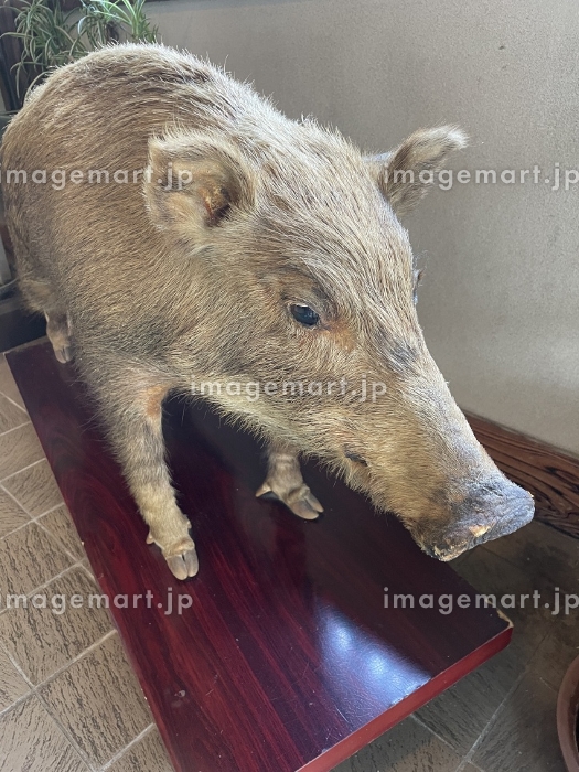 剥製本物 イノシシ