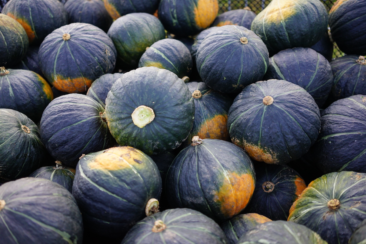 四代目中澤農園｜オフィシャルサイト｜北海道むかわ町 穂別 » かぼちゃ