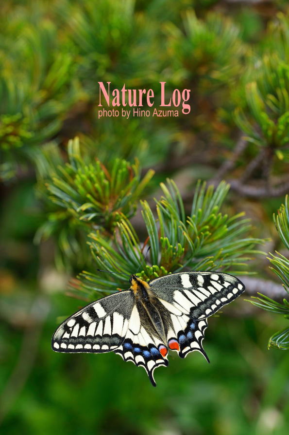 キアゲハ（1オス・中国/海南島産） 【公式通販】