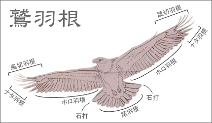 矢羽根 磯鷲 ナタ貝方 12枚 【公式通販】