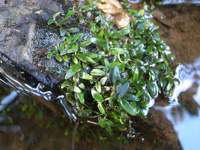 水草 Bucephalandra sp Air terjun Gunung Puis 水草 Bucephalandra sp