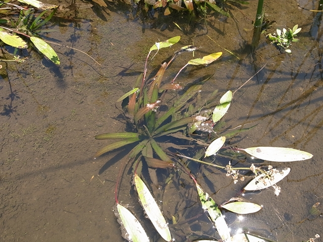 AZ0112-9】赤ウルグ羊 : ホシクサとクリプトコリネとカレーライスなお話