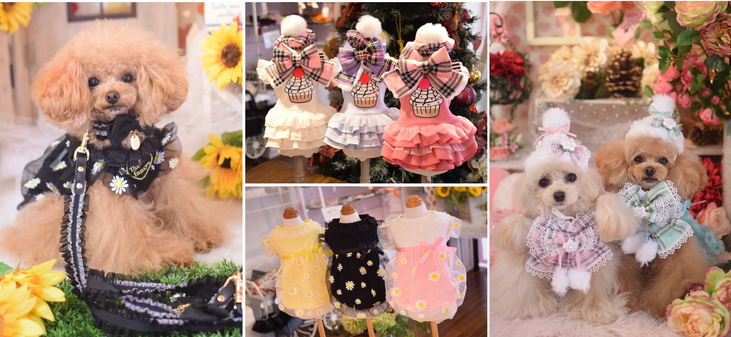 THE fancys | picone（ピコネ）