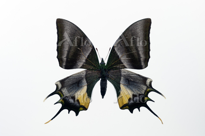 蝶標本 テングアゲハ 貴重種 (ラオス産)