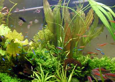 尾崎様宅 水槽メンテナンス