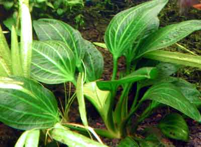 尾崎様宅 水槽メンテナンス