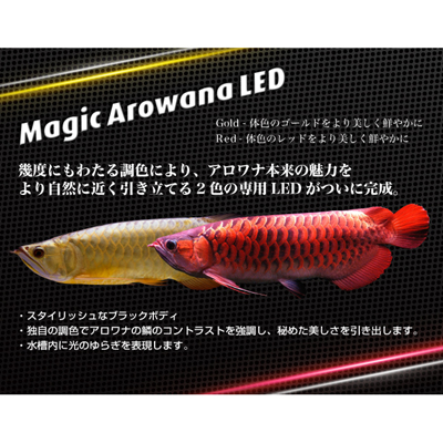 エムエムシー企画 マジックアロワナLED 【レヨンベールアクア】