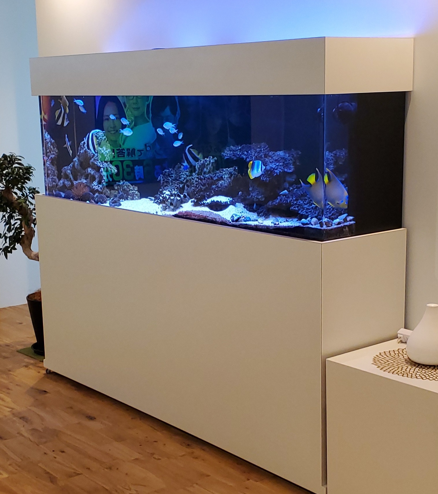 アクリル製展示水槽システム VISTA（角型・丸型） | 日本サカス株式会社