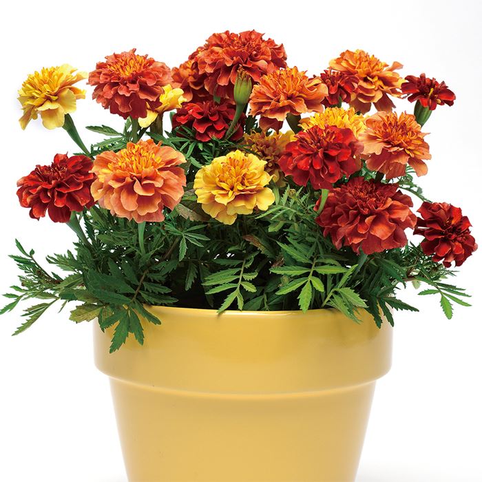 マリーゴールド ストロベリーブロンド｜種（タネ）,球根,苗,資材