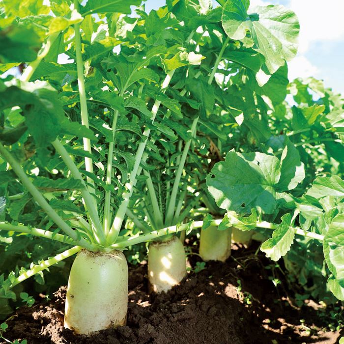 極上 人物 根付 タサオ 14g 東里8-0109☆2F 極上 細工物 置物、根付