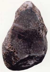 古生代ハチノスサンゴ 化石塊博物館級 博物館級古生代ハチノスサンゴ化