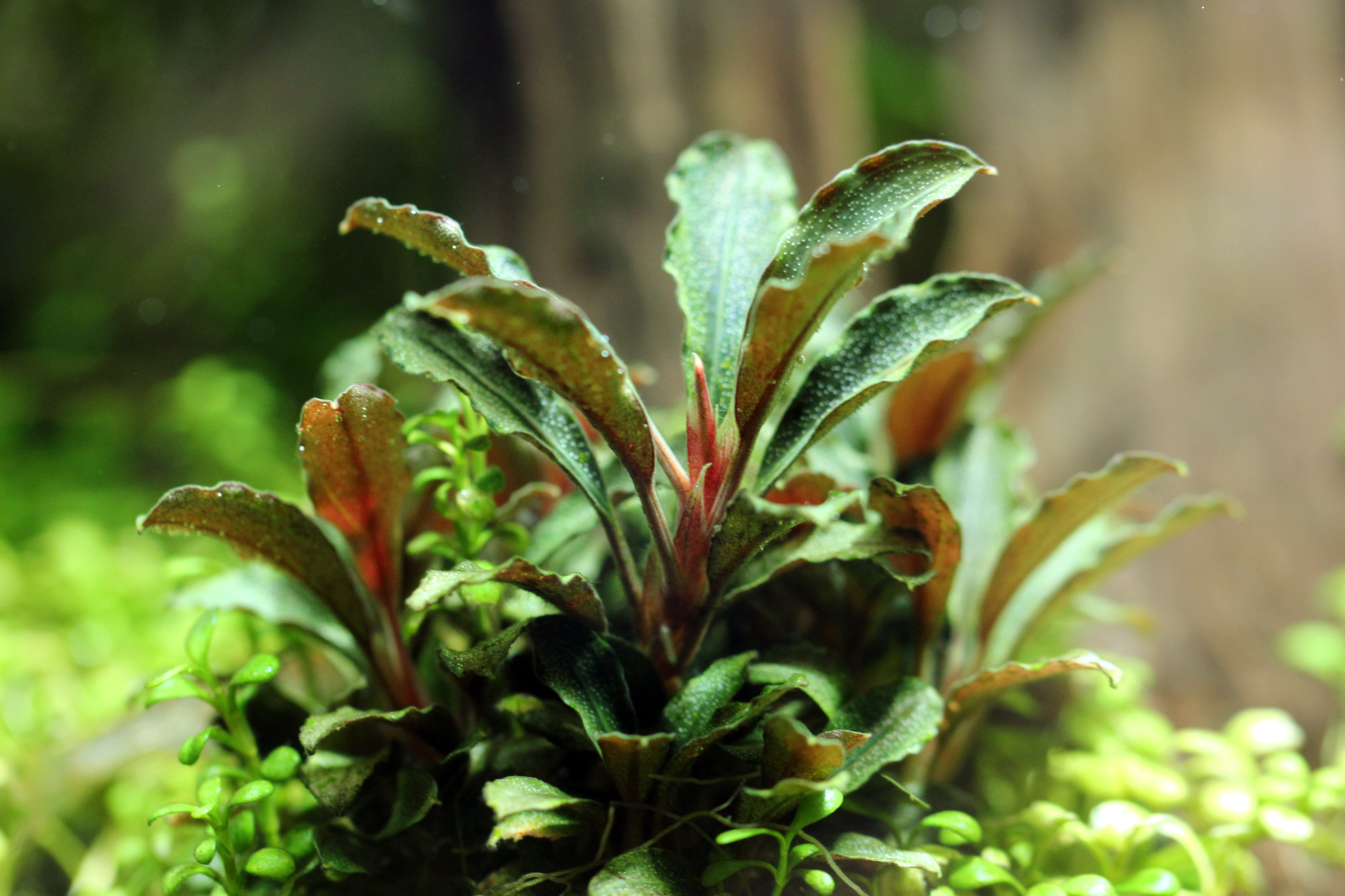 Bucephalandra sp.brilliant red 【公式通販】