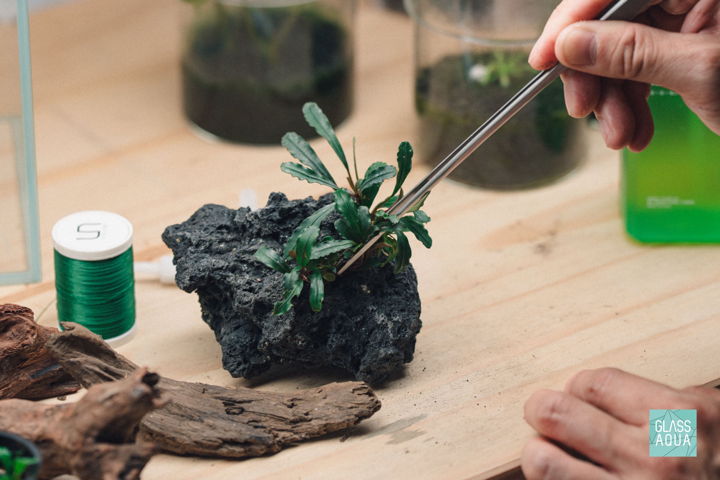 Bucephalandra Buce Dark Green Wavy Easy Aquatic Plant – Glass Aqua