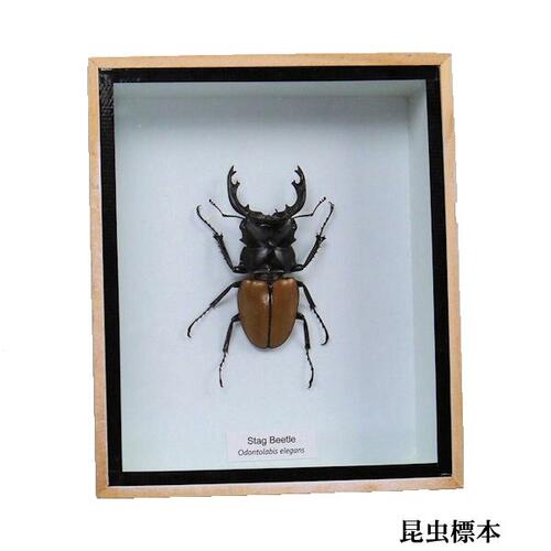 楽天市場】【宅配便送料無料】昆虫の標本 世界のクワガタなど 15〜25匹