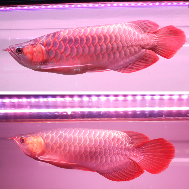 AROGLO 1200水槽用 水中ライト アロワナ テンニングライト 紅龍 水中