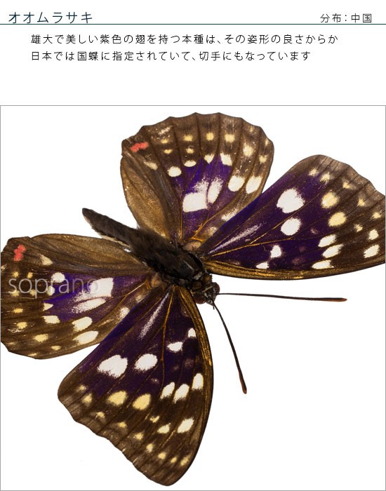 昆虫標本 蝶の標本 オオムラサキ アクリルフレーム 白 : ソプラノYahoo