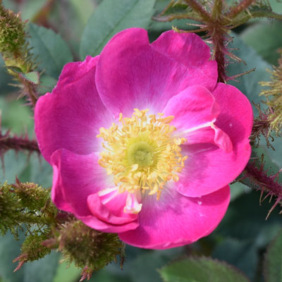 濃いピンク | 篠宮バラ園