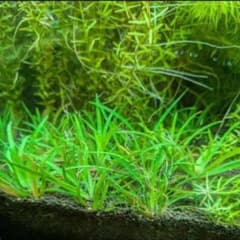 メルカリ便 ◯ホシクサ クチ 水中葉1株 水草 ADA 水槽 - メルカリ