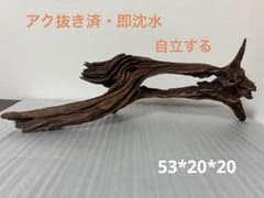 HX-081 流木 ホーンウッド マシンガンウッド アクアリウム ブランチ