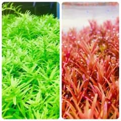 水草セット ロタラ ￼水中葉 無農薬 無害虫 - メルカリ