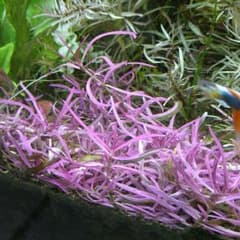 m62758404421_1.jpg?1712816992