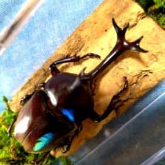 野生極美特大超巨大頭角19.7mm体長80mmぐらい黒ブラックカブトムシ昆虫