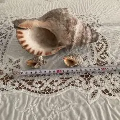 2026年最新】ほら貝 貝殻の人気アイテム - メルカリ