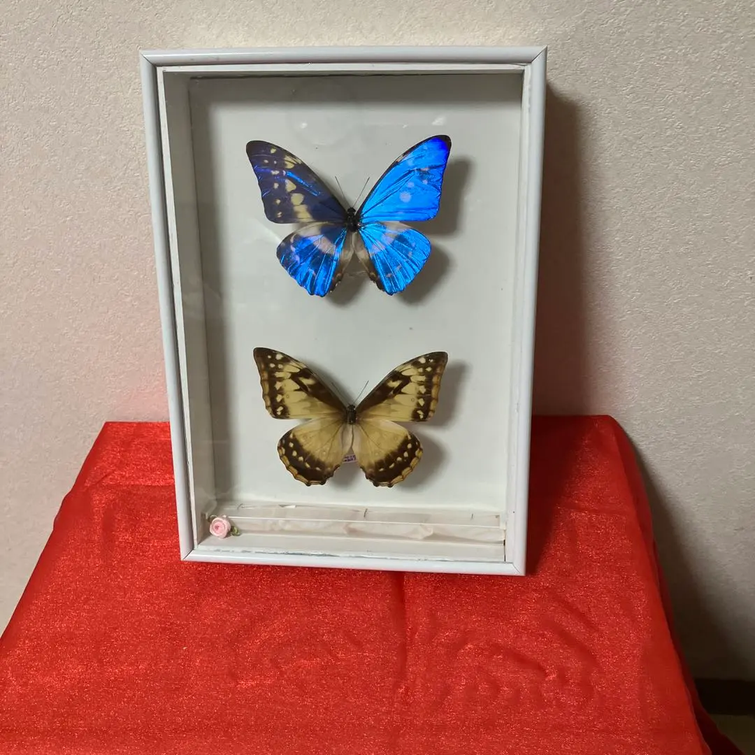 m10187532670_1.jpg?1764431007