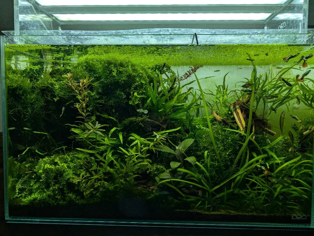 2026年最新】ada アクアスカイrgbの人気アイテム - メルカリ