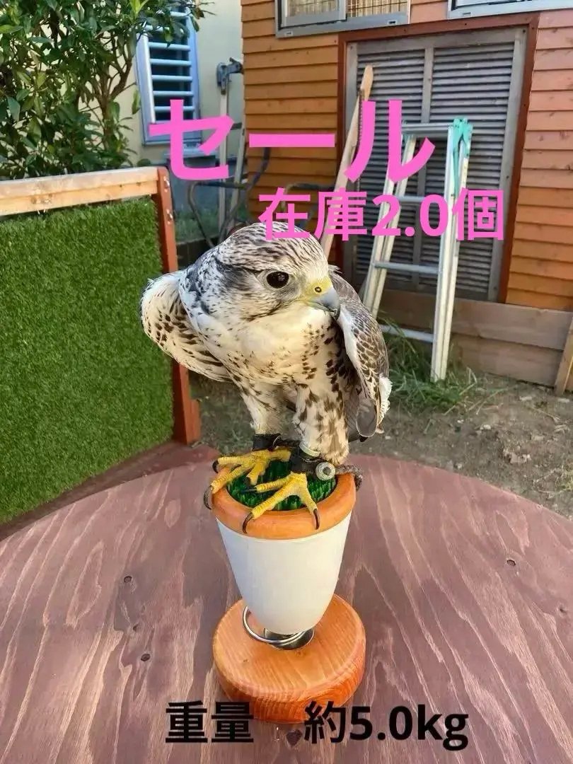 極中型猛禽パーチ，ファルコンブロックB