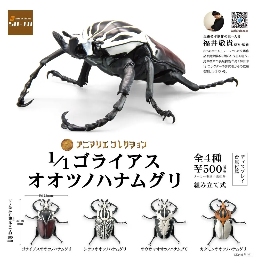 93.5mm ゴライアスオオツノハナムグリメレアグリス 6