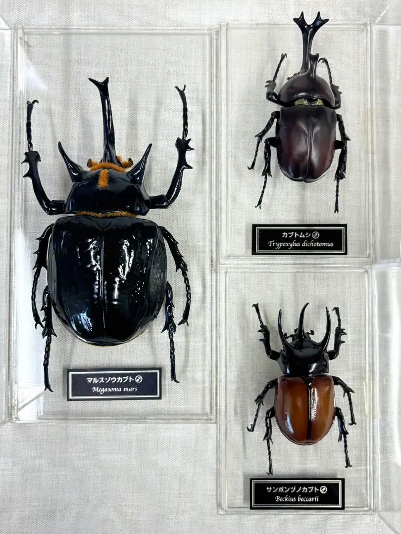 2026年最新】ゾウカブト標本の人気アイテム - メルカリ