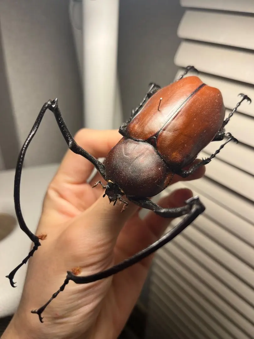 European】ヤンソニーテナガコガネ カメムシサシガメ甲虫昆虫標本