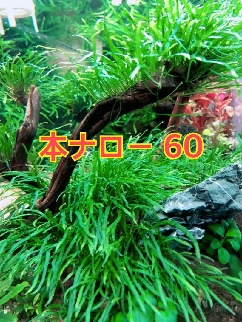 2026年最新】ミクロソリウムタイ産本ナローの人気アイテム - メルカリ