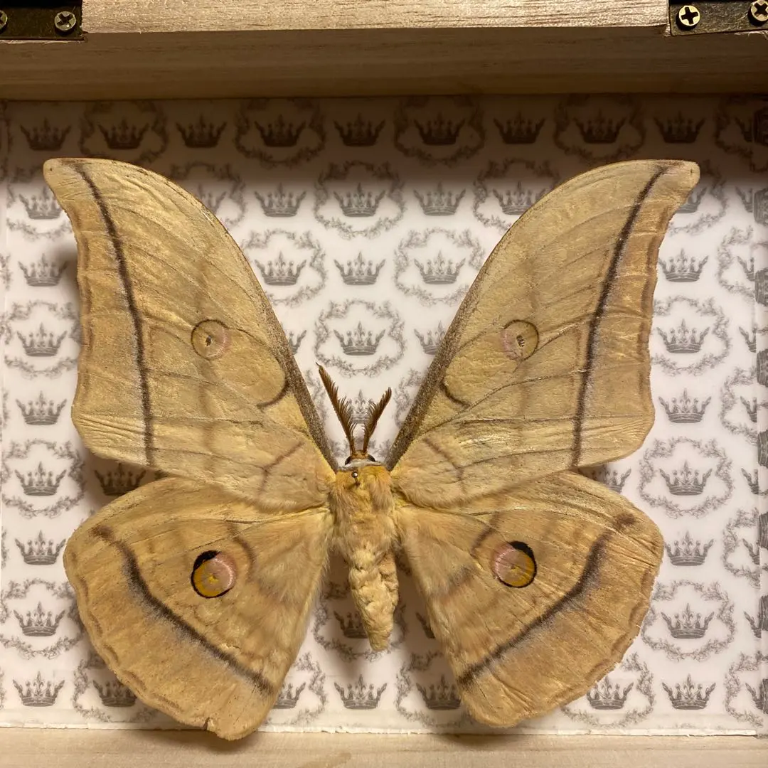 2026年最新】標本 ヤママユの人気アイテム - メルカリ