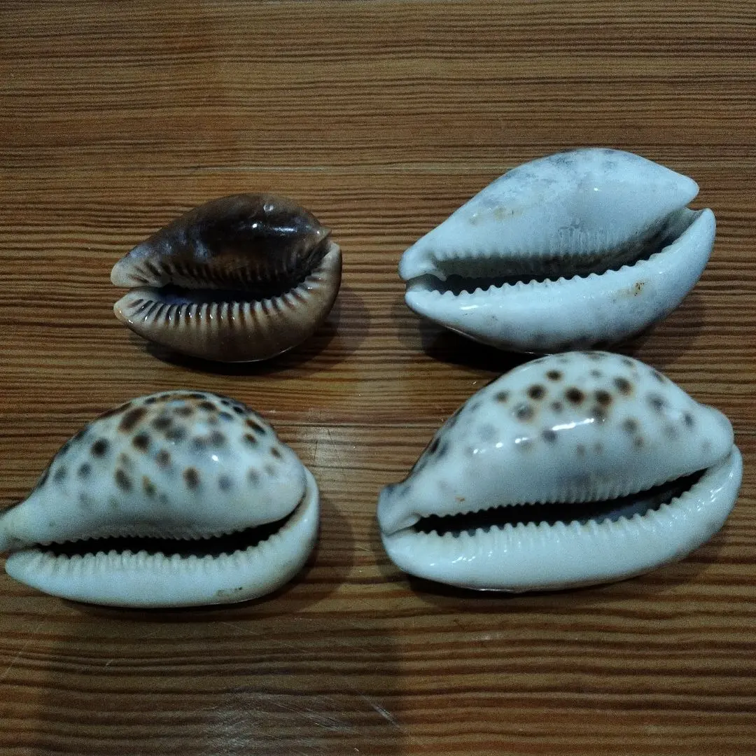 2026年最新】ホシダカラの人気アイテム - メルカリ