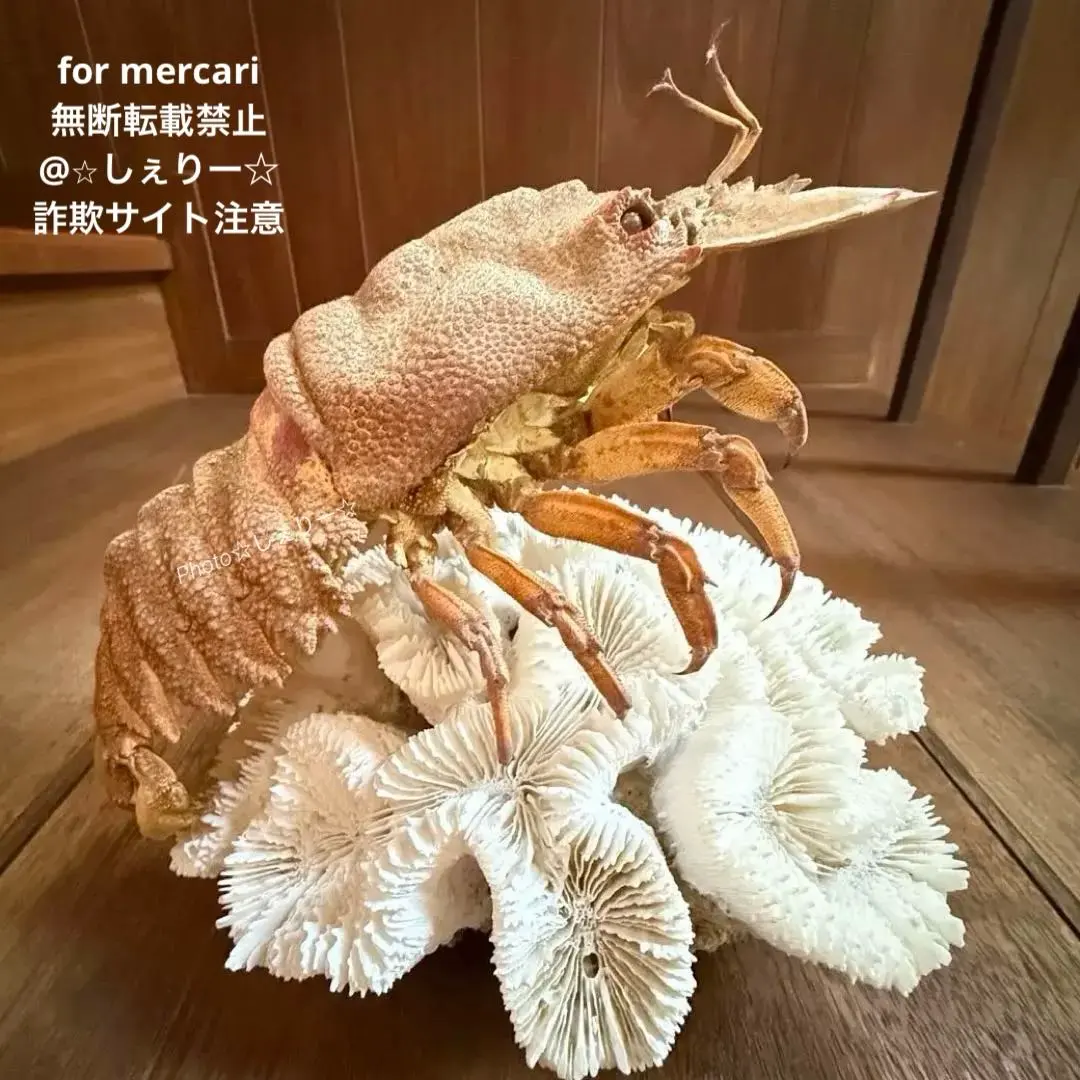 2026年最新】海老 剥製の人気アイテム - メルカリ