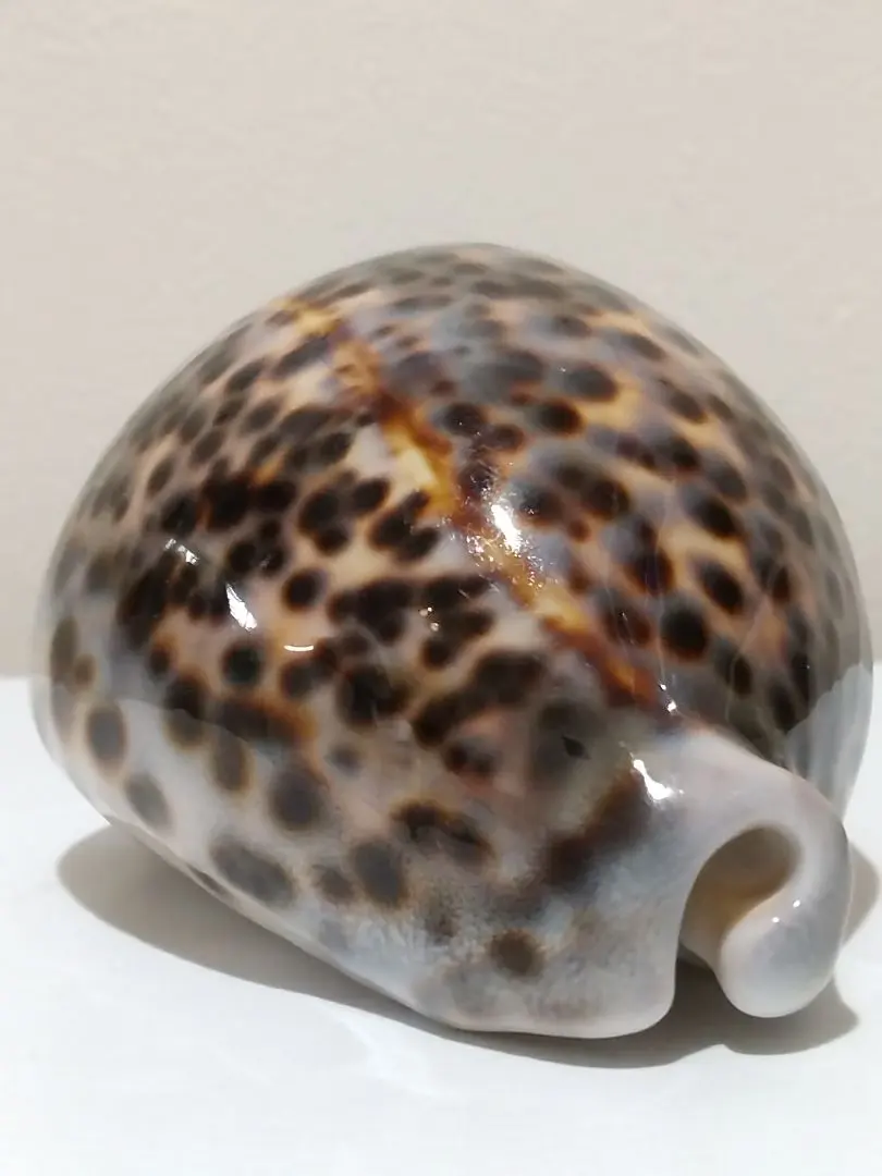 2026年最新】ホシダカラガイの人気アイテム - メルカリ