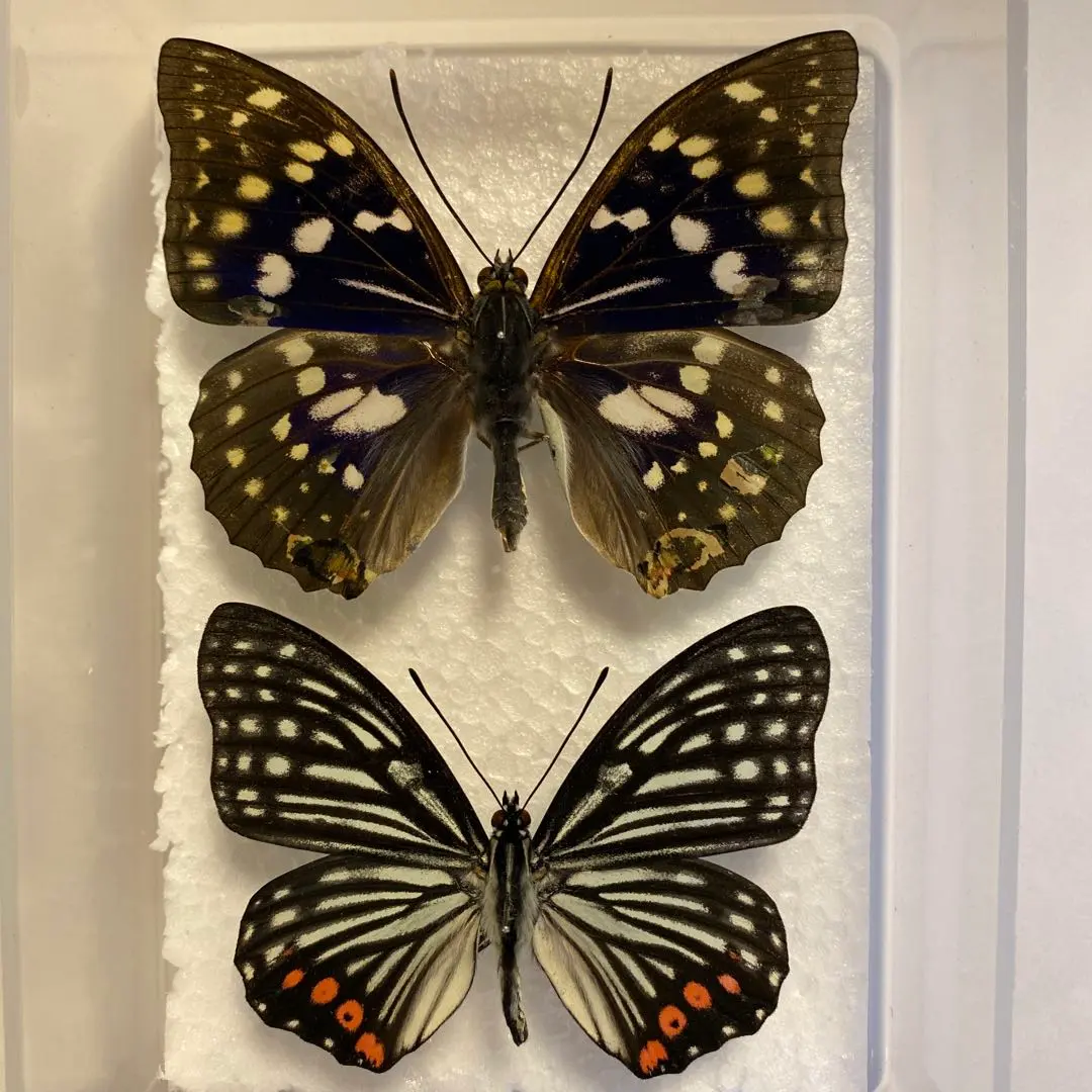 2026年最新】標本 オオムラサキの人気アイテム - メルカリ