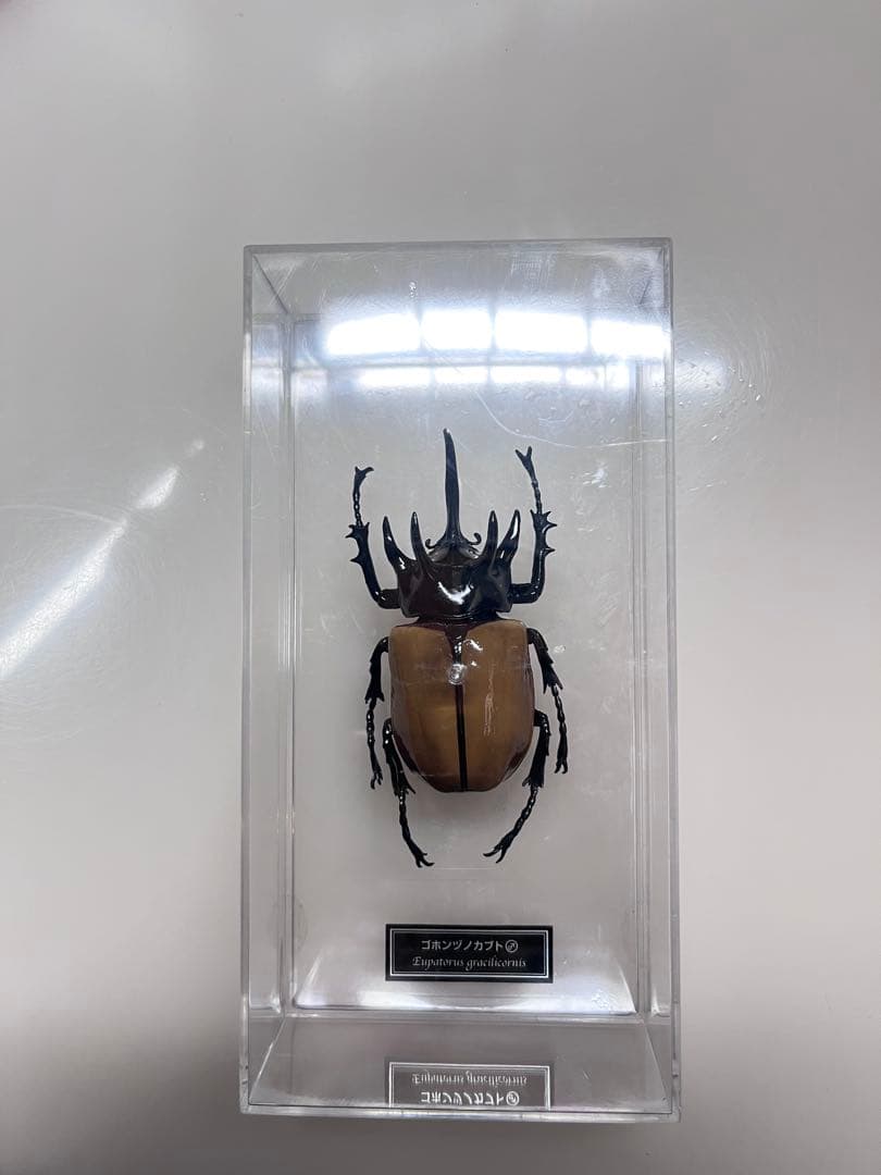 昆虫標本フィギュア「ゴホンヅノカブト♂」 - メルカリ