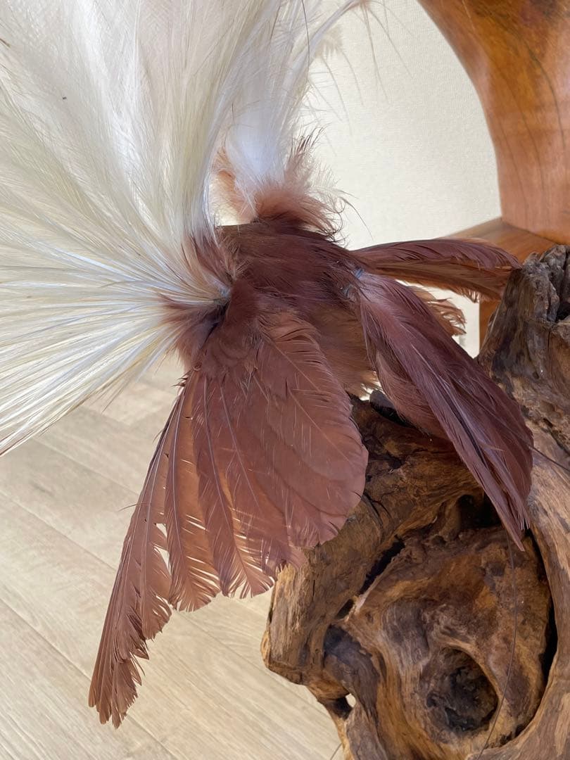 世界鳥獸館（フォーナランド）鳥 剥製 極楽鳥 ゴクラクチョウ 証明書付き